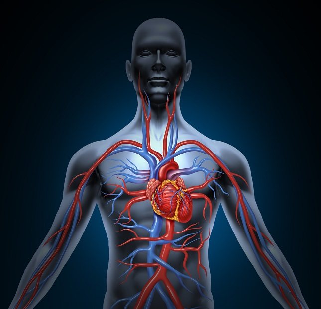 Cada una de las cuatro válvulas del corazón es susceptible a desarrollar problemas