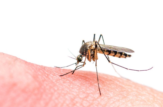 La OMS se está encargando de controlar la población de mosquito Aedes, transmisor del virus