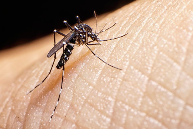 A pesar de la alarma, ek contagio por vía sexual es una posibilidad muy remota, comparada con la de la picadura de mosquito