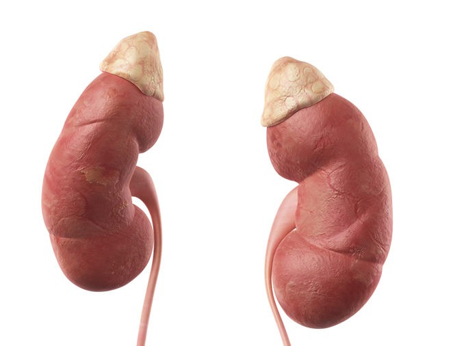 Los órganos que más se trasplantan son riñón, hígado y corazón