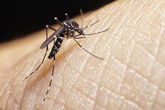 Los mosquitos son uno de los insectos que menos nos alegramos de ver durante los meses de más calor
