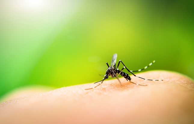 Los mosquitos infectados portan el parásito Plasmodium