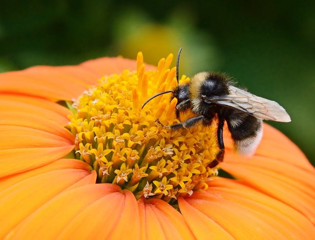 Uno de los grandes beneficios que presenta el polen de abjea es su función antioxidante