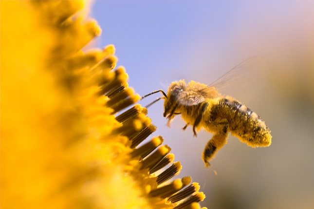 Debes saber que el polen de abeja contiene una histamina 