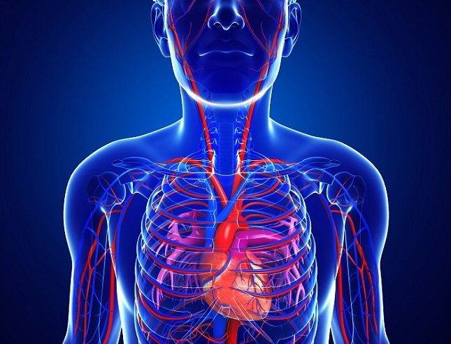 Las arterias se hacen cada vez más pequeñas a medida que se alejan del corazón