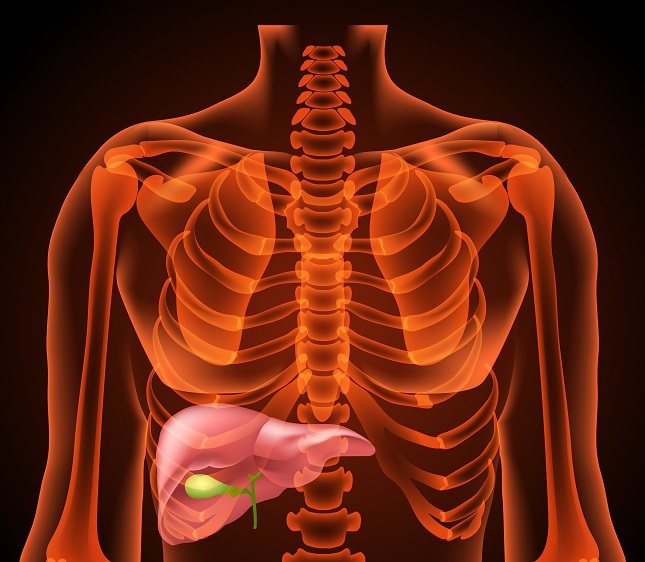 El hígado es uno de los órganos más importante del organismo