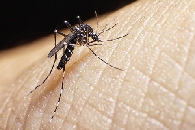  Dicho virus es causado por la picadura de un mosquito