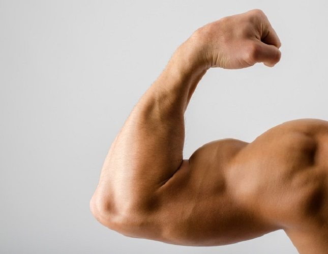 Los músculos ayudan a fortalecer todo el sistema óseo del cuerpo