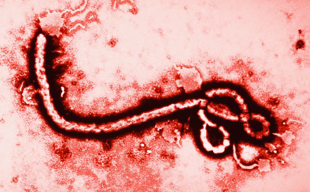 Qué es el Ébola