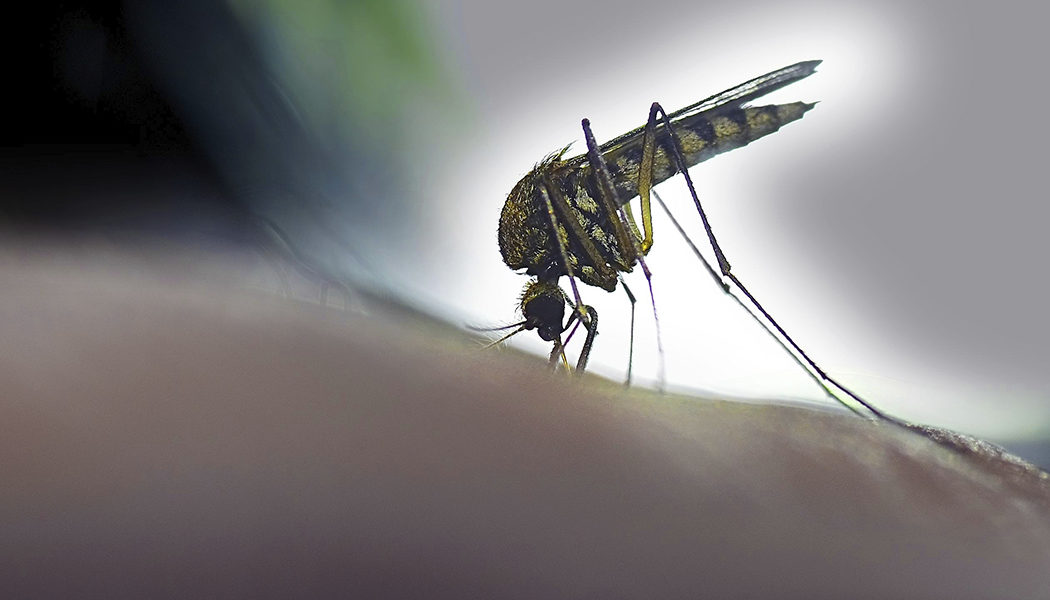 6 cosas que no son verdad sobre el virus del Zika