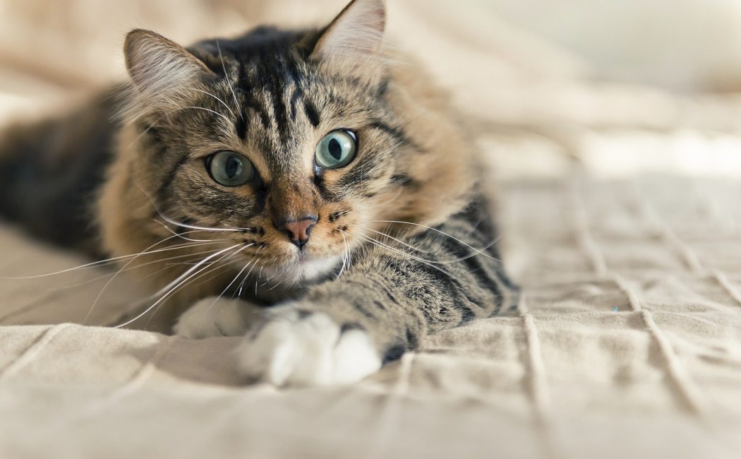 9 formas en la que los gatos te ayudan a tener mejor salud