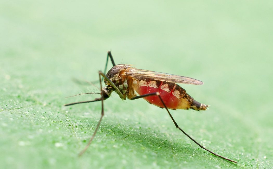 Qué es la malaria o paludismo