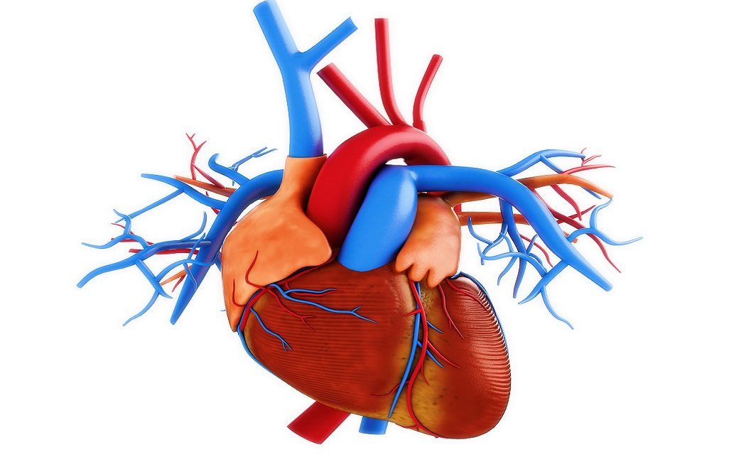 Cuál es la función de la arteria pulmonar en el cuerpo