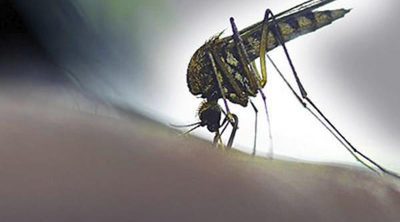 6 cosas que no son verdad sobre el virus del Zika