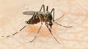Virus Zika: todo lo que debes saber