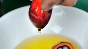 Por qué el aceite de palma es peligroso para la salud