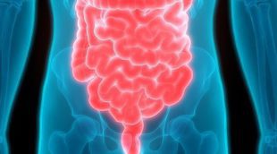 Cuáles son las diferencias entre el intestino grueso y el intestino delgado