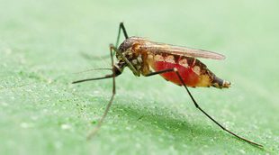 6 cosas que no sabías sobre la malaria