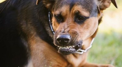 La rabia canina en humanos: síntomas y tratamiento