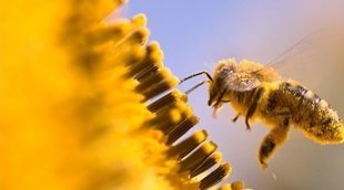 Beneficios para la salud del polen de abeja
