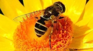 ¿Existen peligros de consumir polen de abeja?