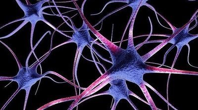 El papel de las neuronas en el sistema nervioso