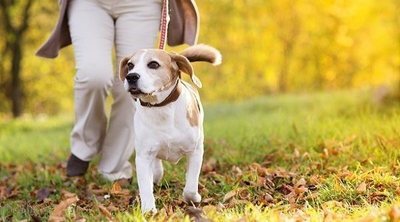 Consejos para pasear saludablemente con tu perro