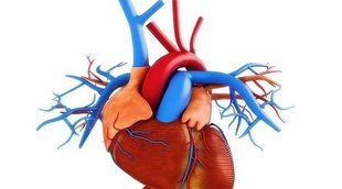 Medicamentos que aumentan la frecuencia cardíaca